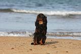 KING CHARLES SPANIEL 097